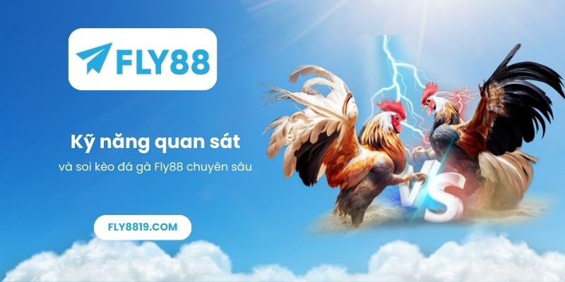Kỹ năng quan sát và soi kèo đá gà Fly88 chuyên sâu